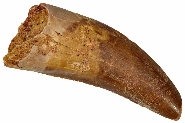 Serrated, Theropod (Deltadromeus?) Pre-Max Tooth - Morocco #341254